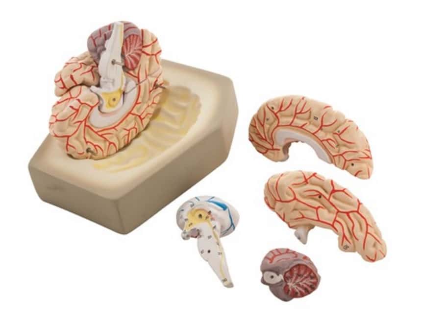 Modelo cerebro humano con arterias 8 partes AM0019