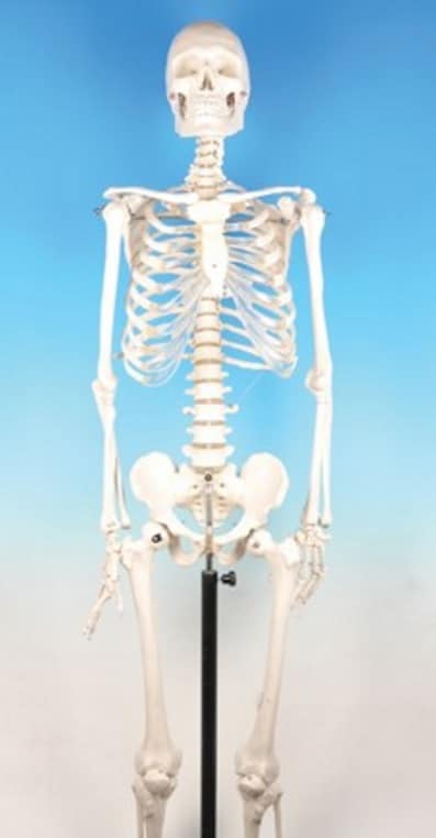 Modelo esqueleto humano AM0128B