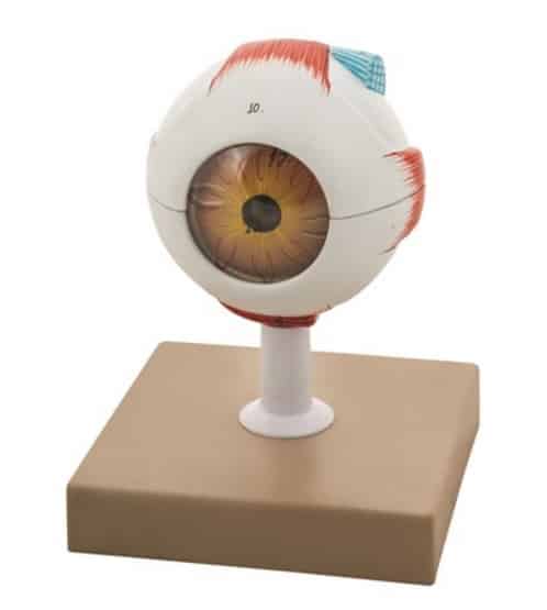 Modelo ojo humano 7 partes AM0026